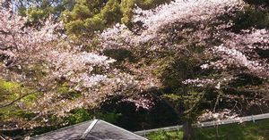 お花見