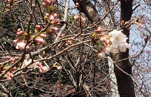 段原の桜