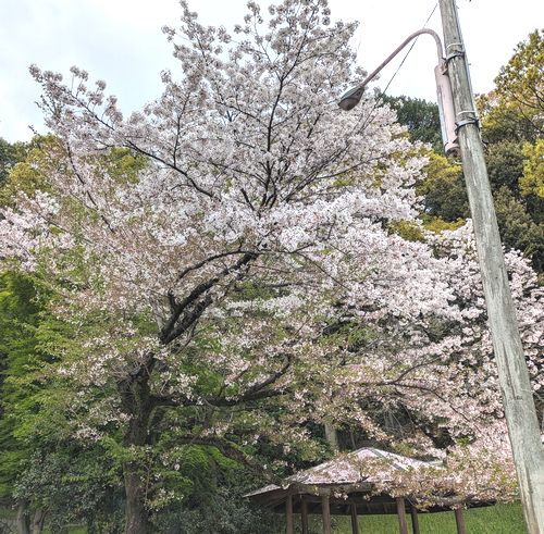 画像の説明
