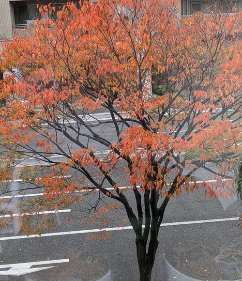 画像の説明